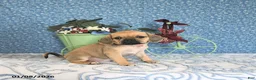 Puggle dogs for sale: Kaci - Ad 4