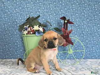 Puggle dogs Kaci - Ad 9