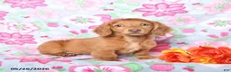 Miniature Dachshund dogs for sale: Frankie - Ad 3