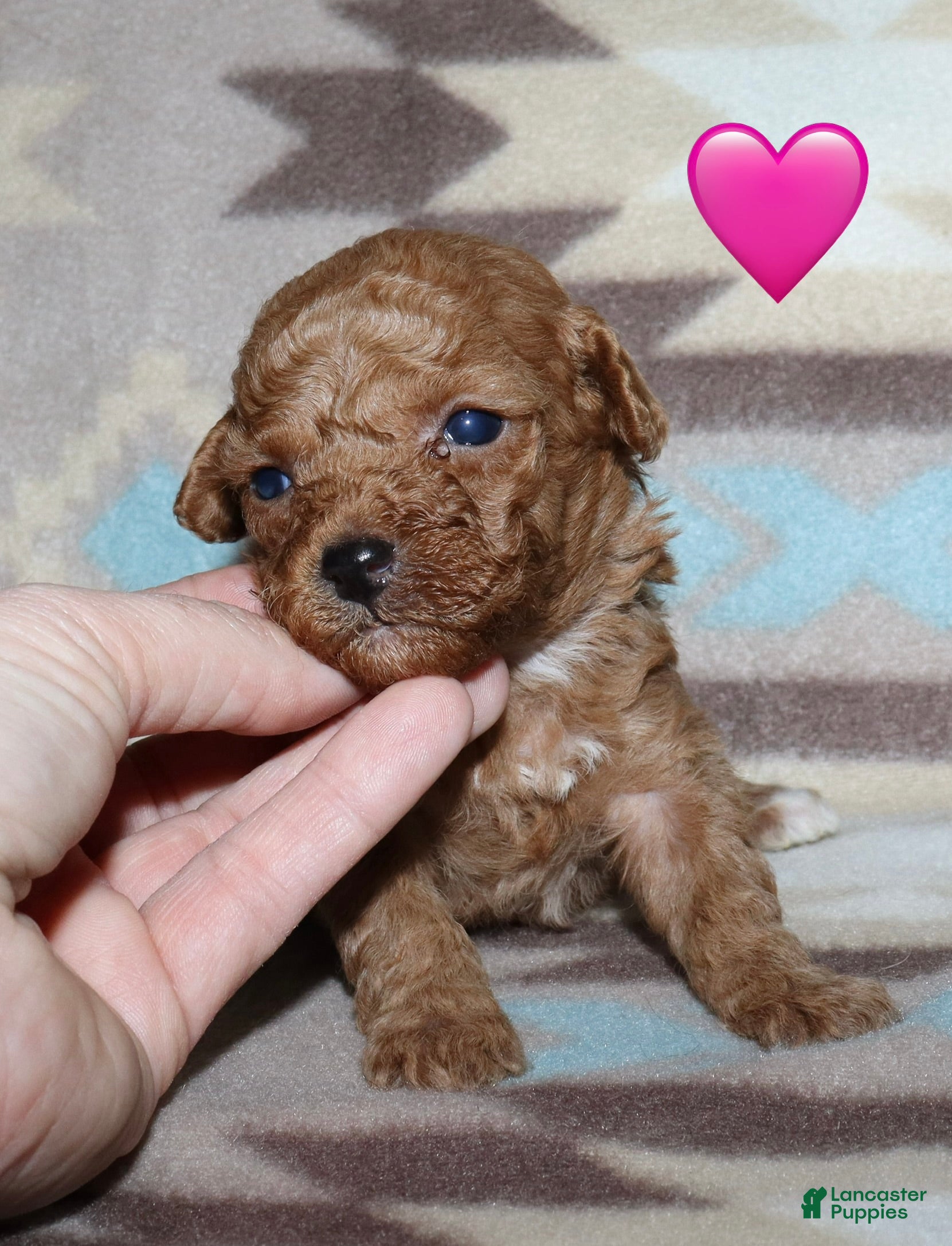 Toy Poodle dogs Summer’s red female - Ad 15