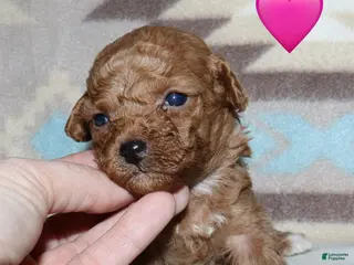 Toy Poodle dogs Reserved Summer’s red female - Ad 20