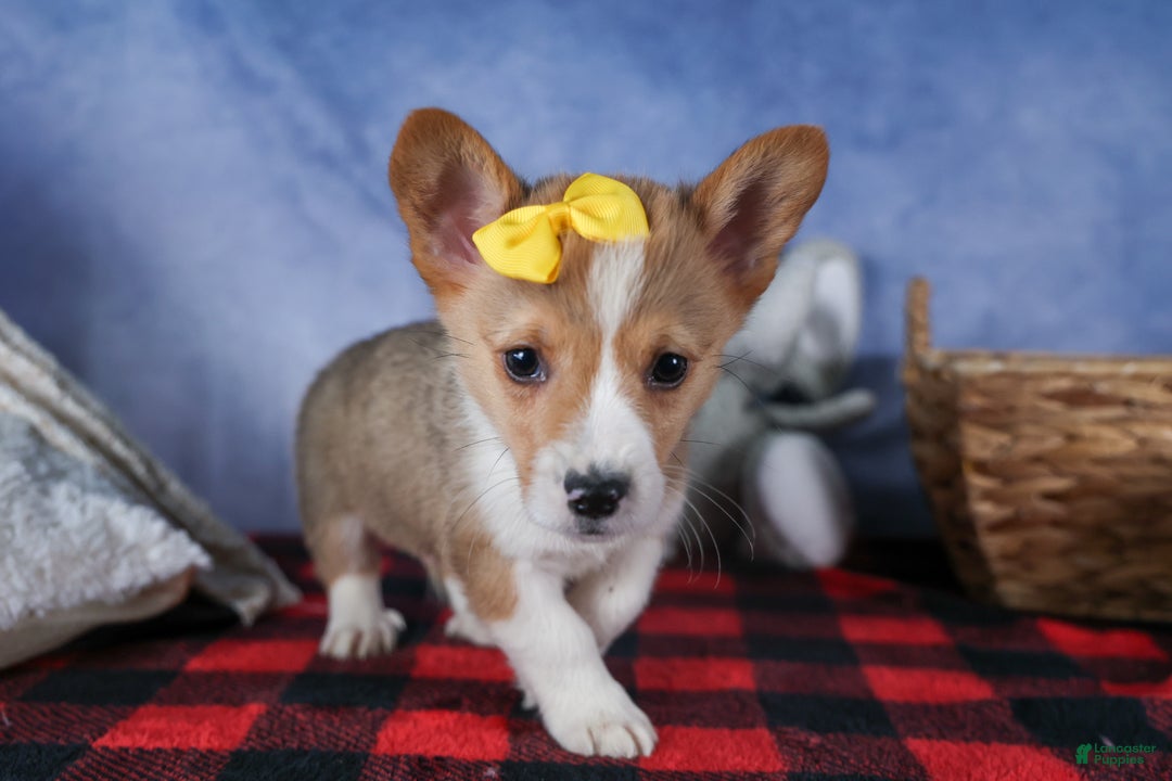 Welsh Corgi Pembroke dogs for sale: Monty - Ad 10