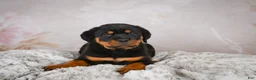Rottweiler dogs for sale:  Sasha 🐾 - Ad 12