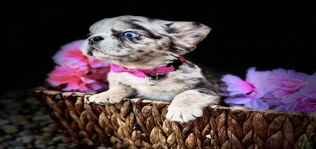 Gallery Image {{count}}