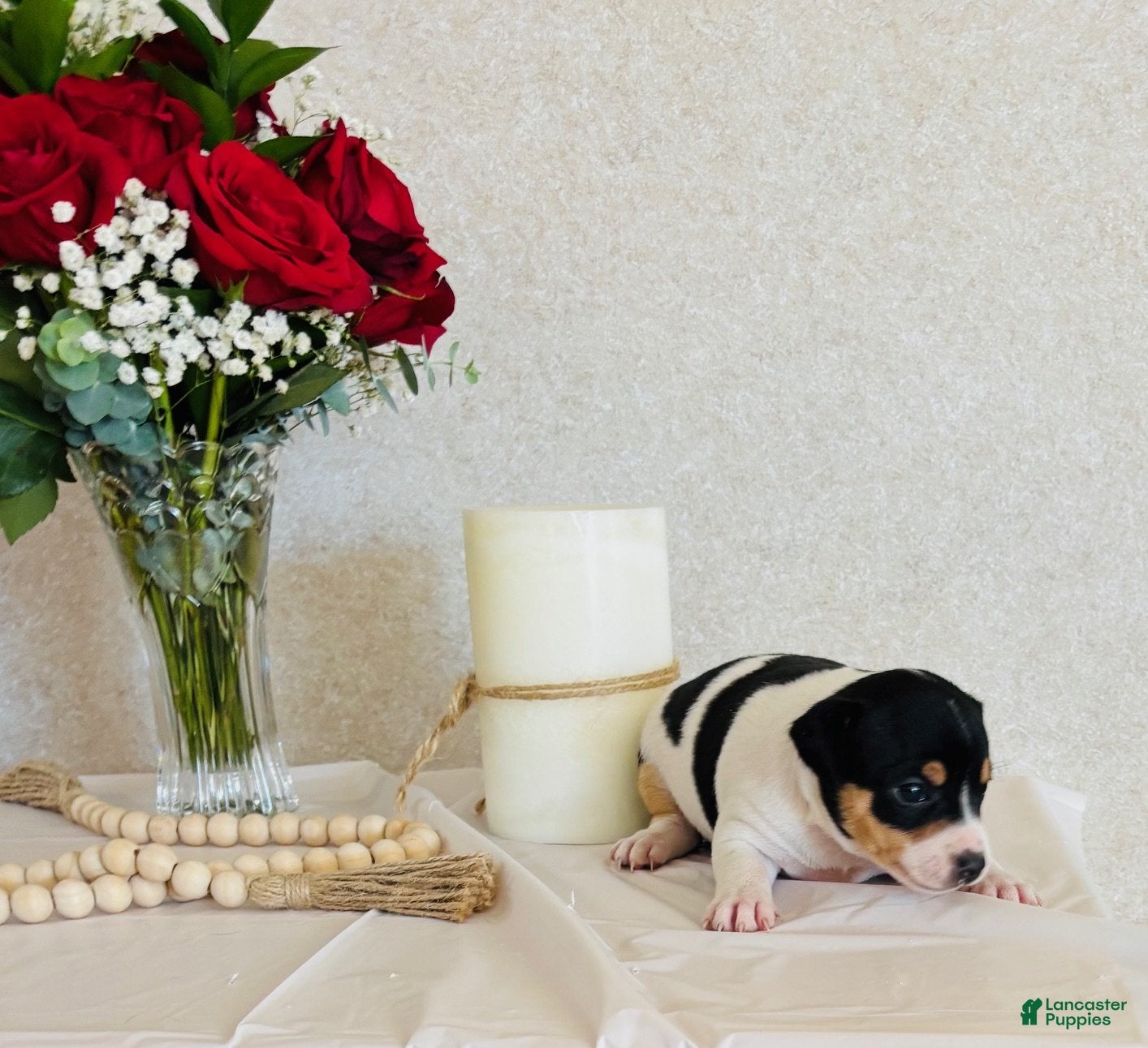 Rat Terrier dogs Sugar - Ad 6