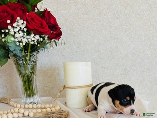 Rat Terrier dogs Sugar - Ad 8