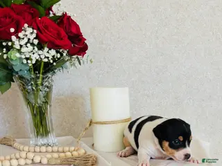 Rat Terrier dogs Sugar - Ad 5