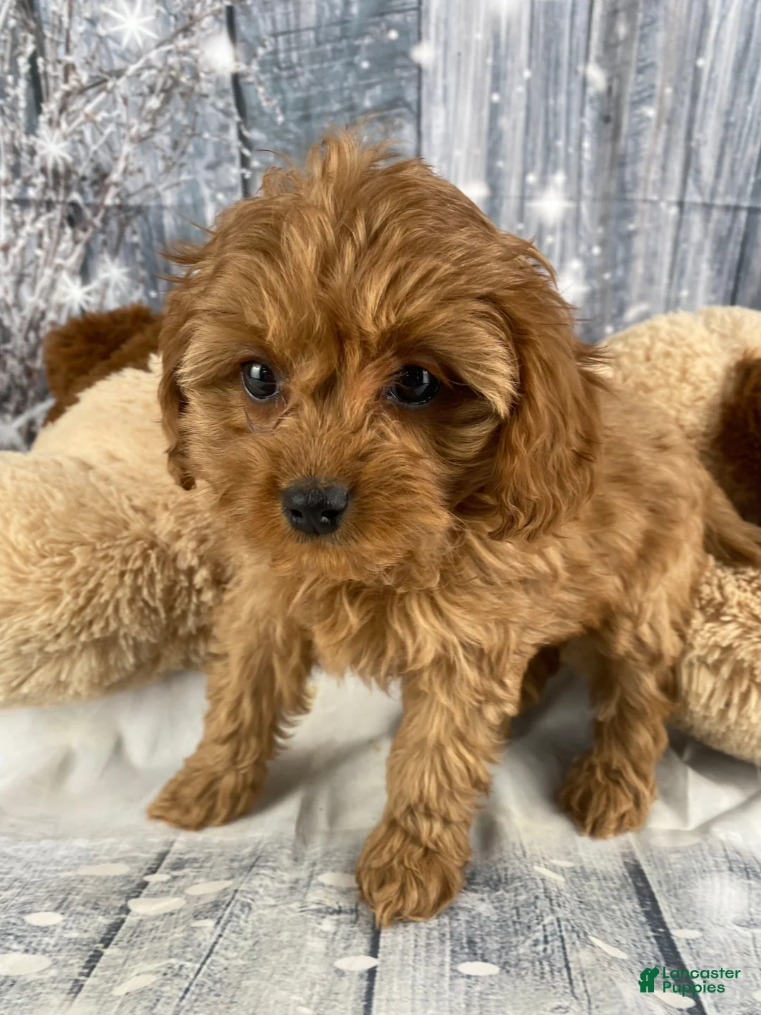 Cavapoo dogs for sale: Pearl - Ad 1