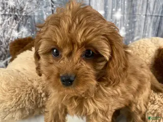 Cavapoo dogs Pearl - Ad 7