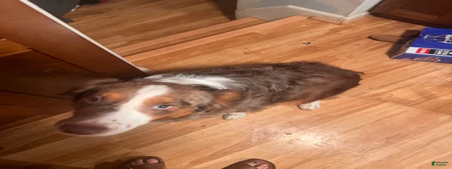 Nova