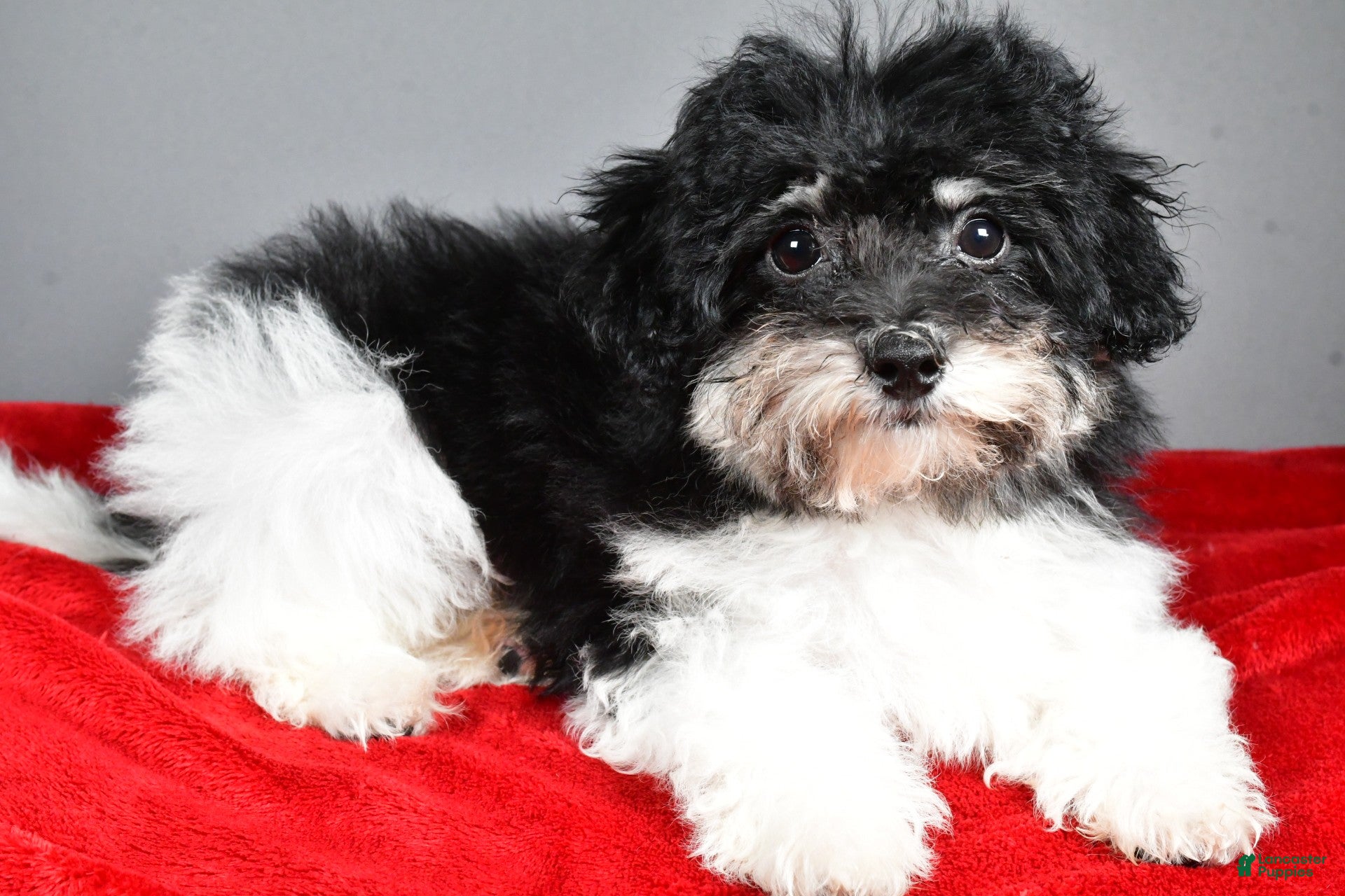 Bichpoo dogs Bichpoo Puppy 3 - Ad 2