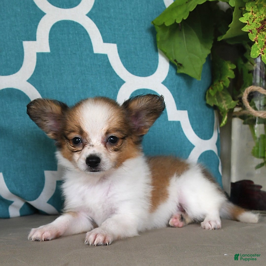 Papillon dogs for sale: Shadow - Ad 10