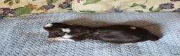 English Springer Spaniel dogs for sale: Mr. Fritz - Ad 3