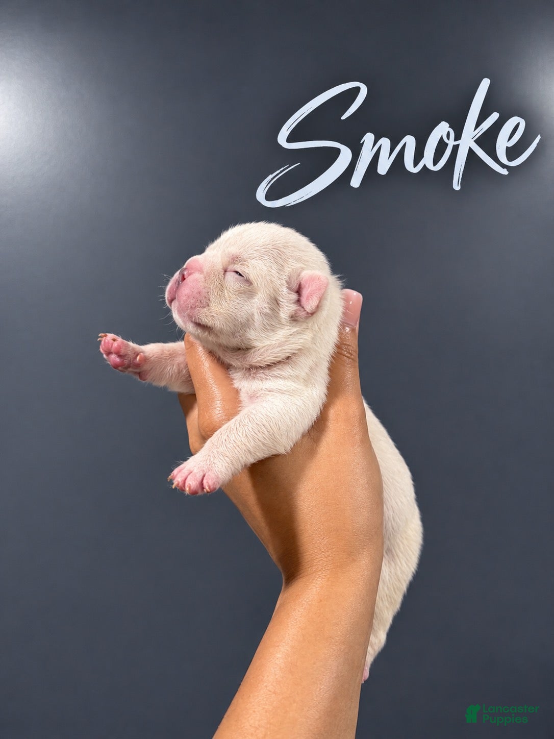 French Bulldog dogs for sale: Smoke - Ad 20