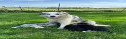 Border Collie dogs for sale: Black & White Male - Ad 6
