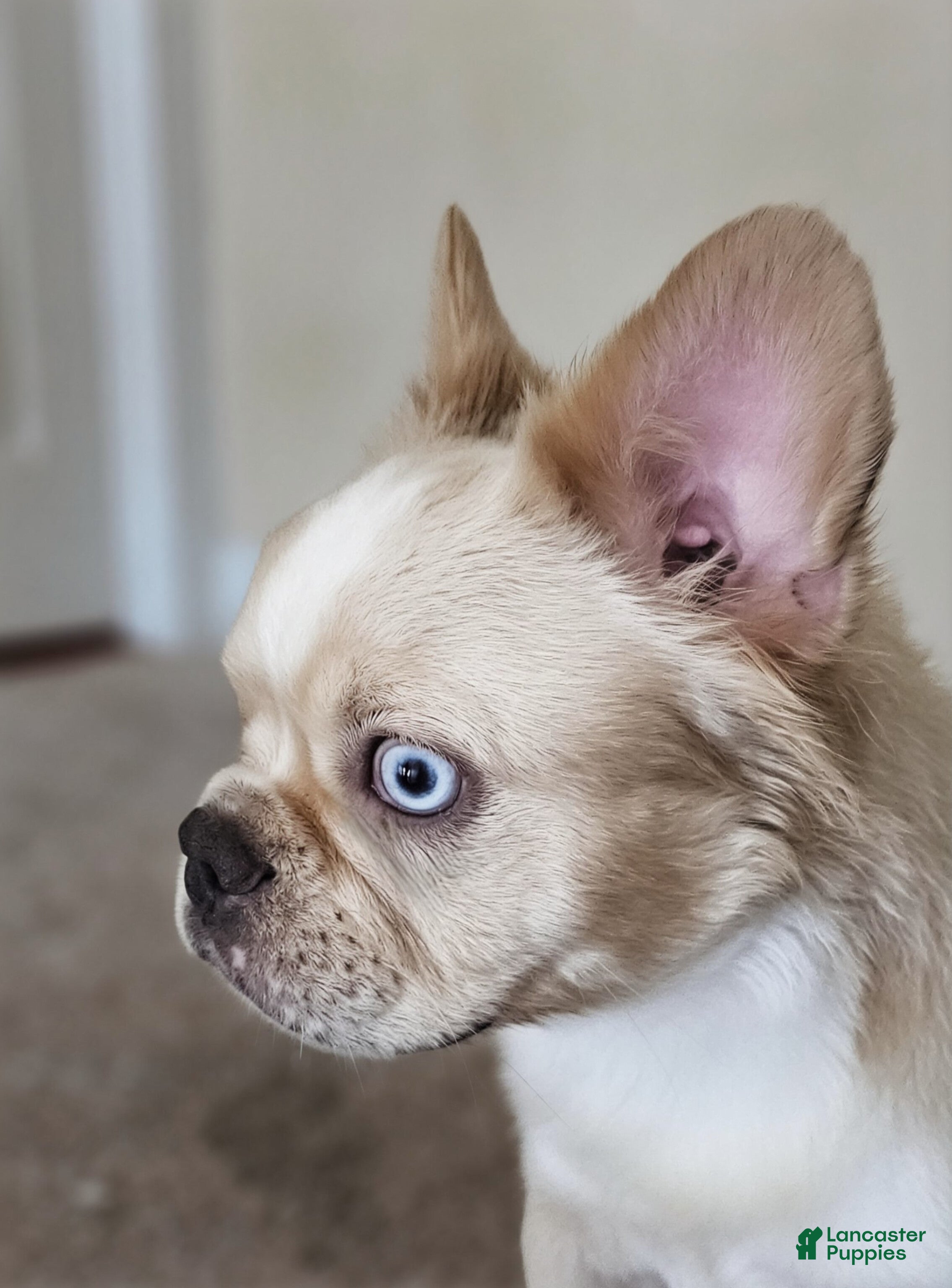 French Bulldog dogs French Bulldog Puppy 1 - Ad 2