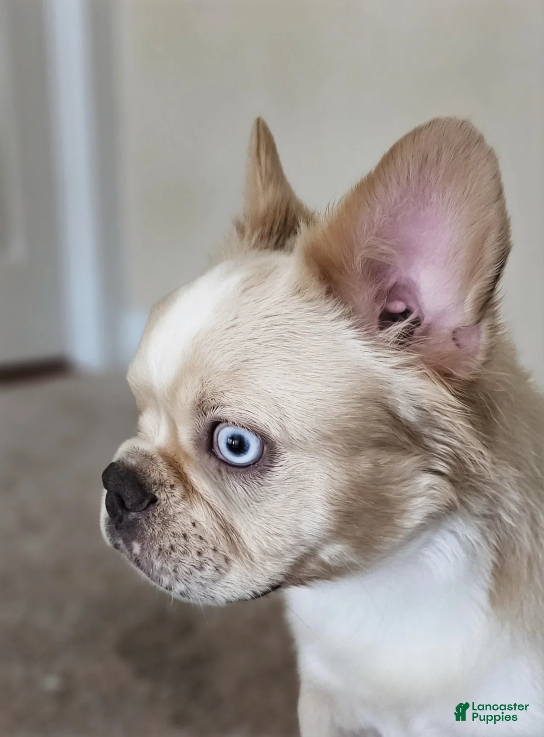 French Bulldog dogs for sale: French Bulldog Puppy 1 - Ad 2