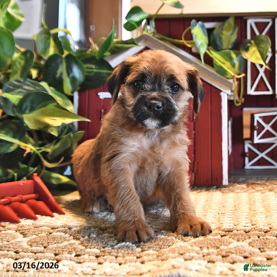 Mixed Breed dogs Rusty - Ad 2