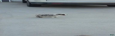 Willow Blue Merle