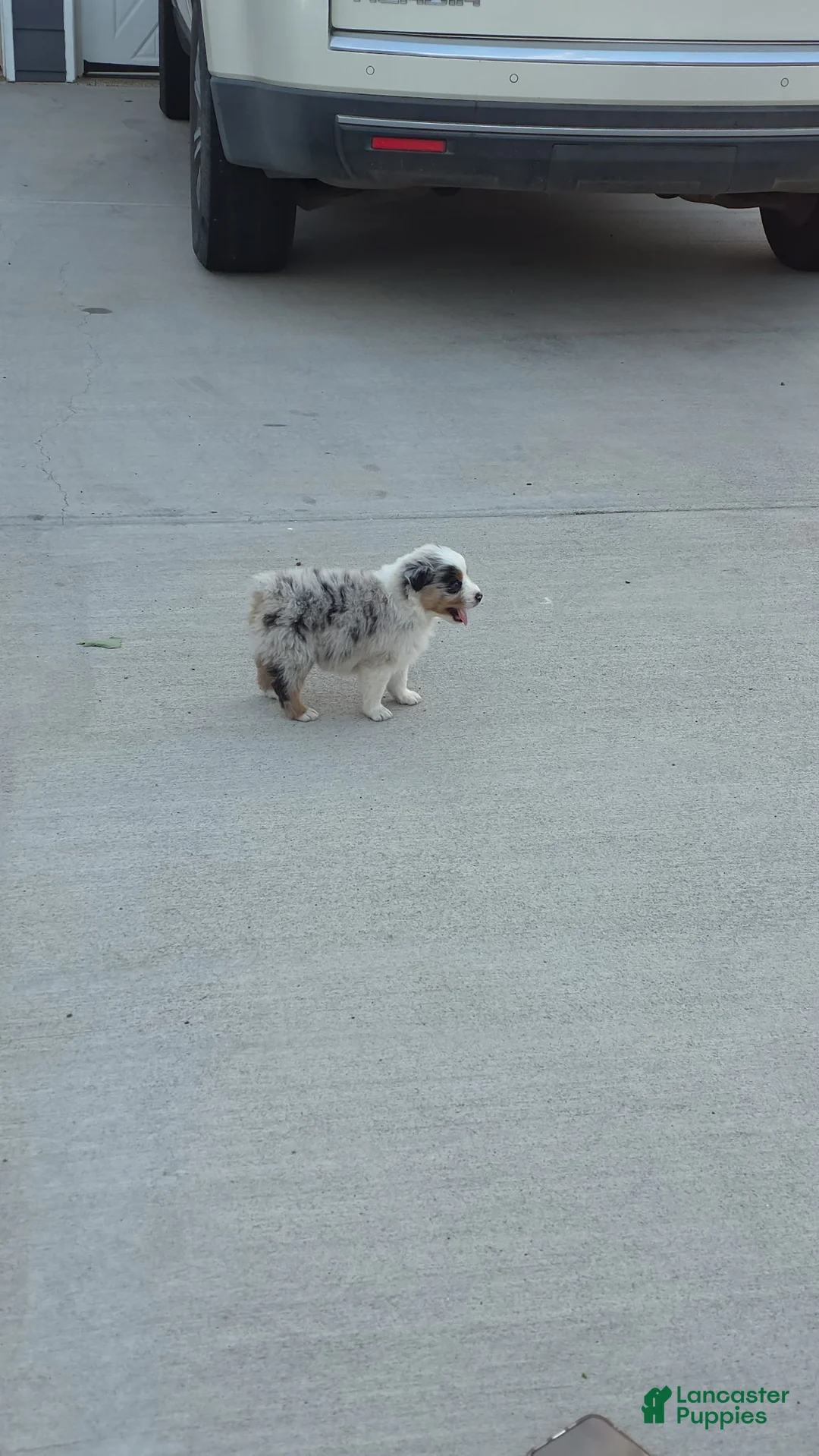 Australian Shepherd dogs for sale: Willow Blue Merle - Ad 1