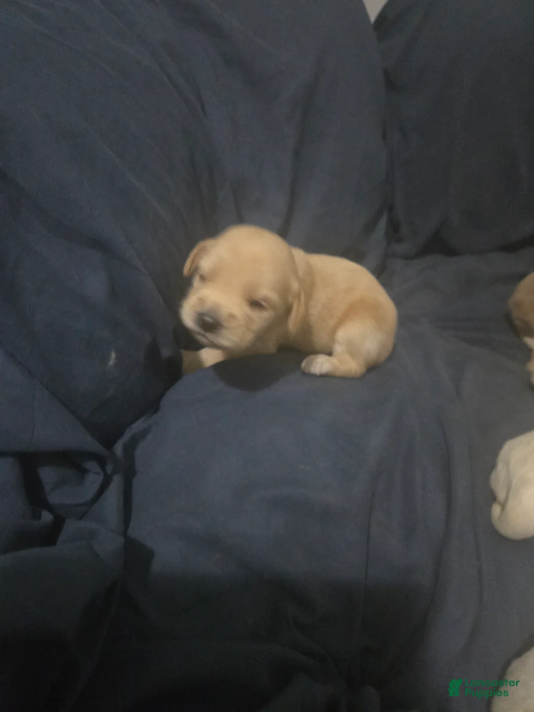 Double Doodle dogs for sale: Double Doodle 4 Jax - Ad 1