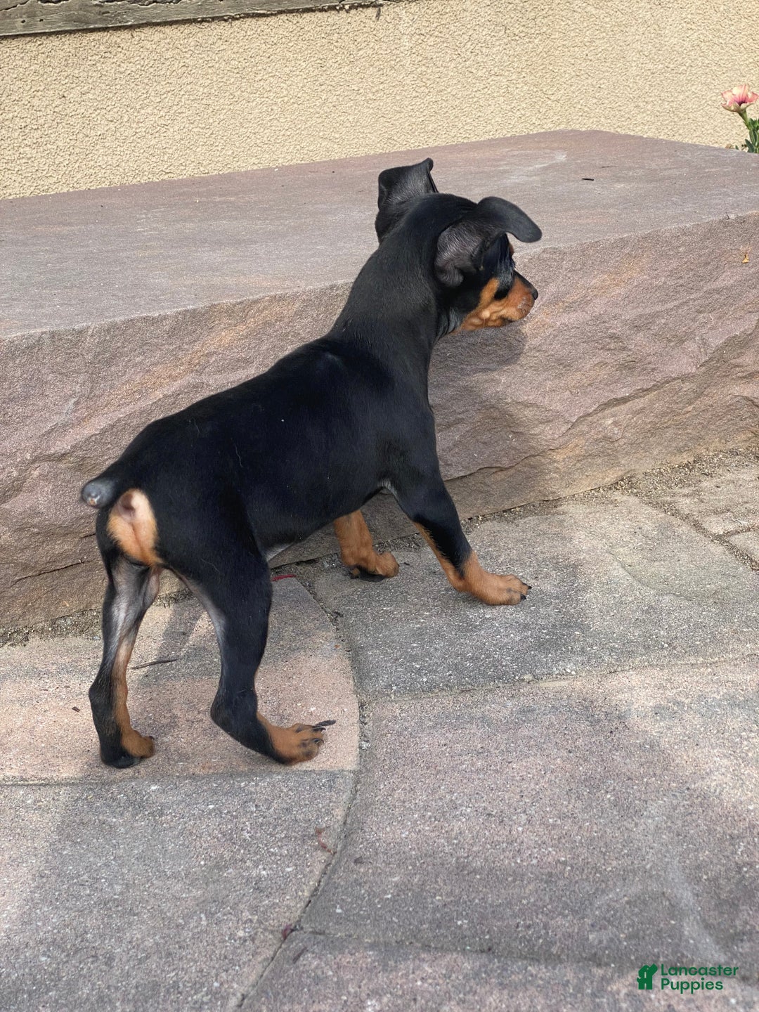 Miniature Pinscher dogs for sale: Quella - Ad 4