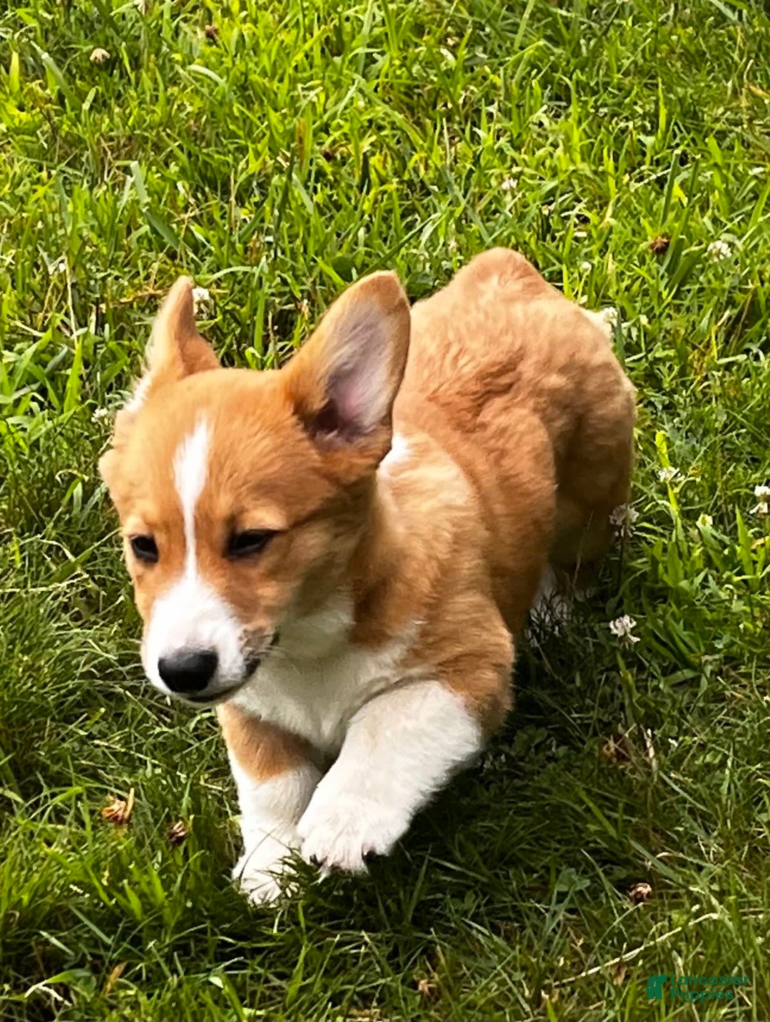 Gallery Image {{count}}