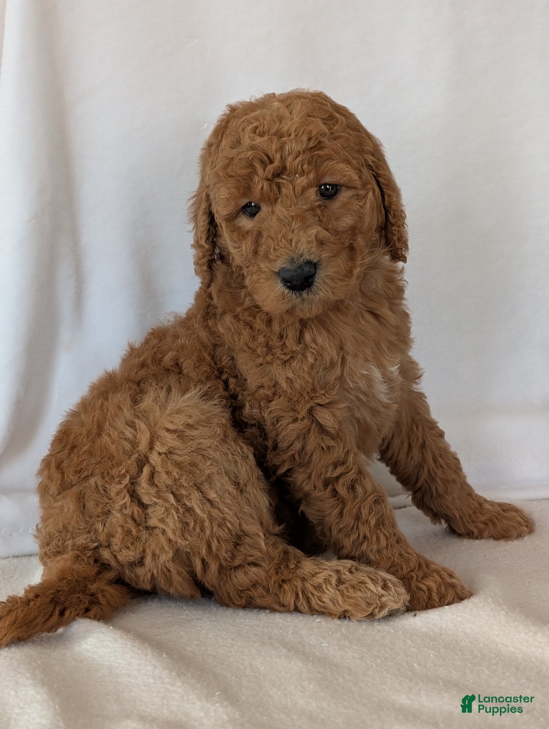 Goldendoodle dogs for sale: Miss Daisy  - Ad 21