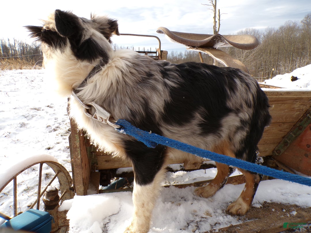 Mixed Breed dogs for sale: Mixed Breed Puppy 1 Starling - Ad 3