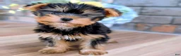 Yorkshire Terrier dogs for sale: Rolex - Ad 5