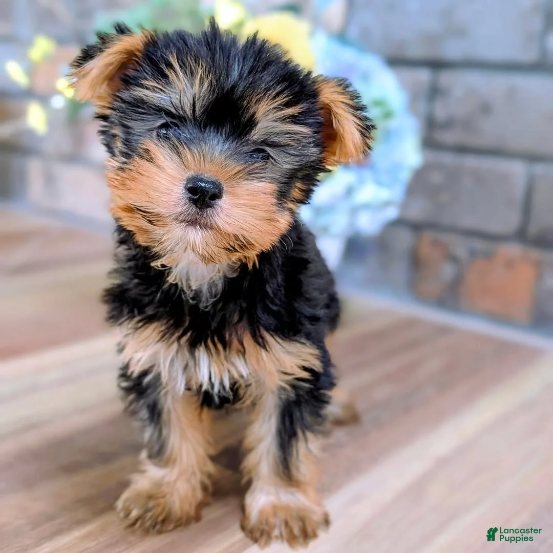 Yorkshire Terrier dogs for sale: Rolex - Ad 5