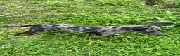 American Pit Bull Terrier dogs for sale: Misha Girl (Read Description: Price is debatable)  - Ad 12