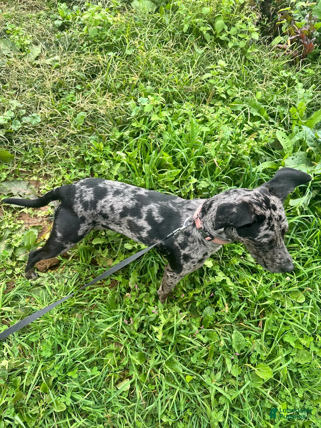 American Pit Bull Terrier dogs for sale: Misha Girl (Read Description: Price is debatable)  - Ad 12