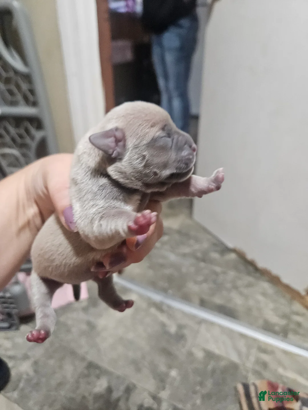 Mixed Breed dogs for sale: Puppy 4 - Ad 2
