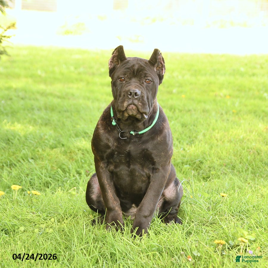 Cane Corso dogs Harriet - Ad 1