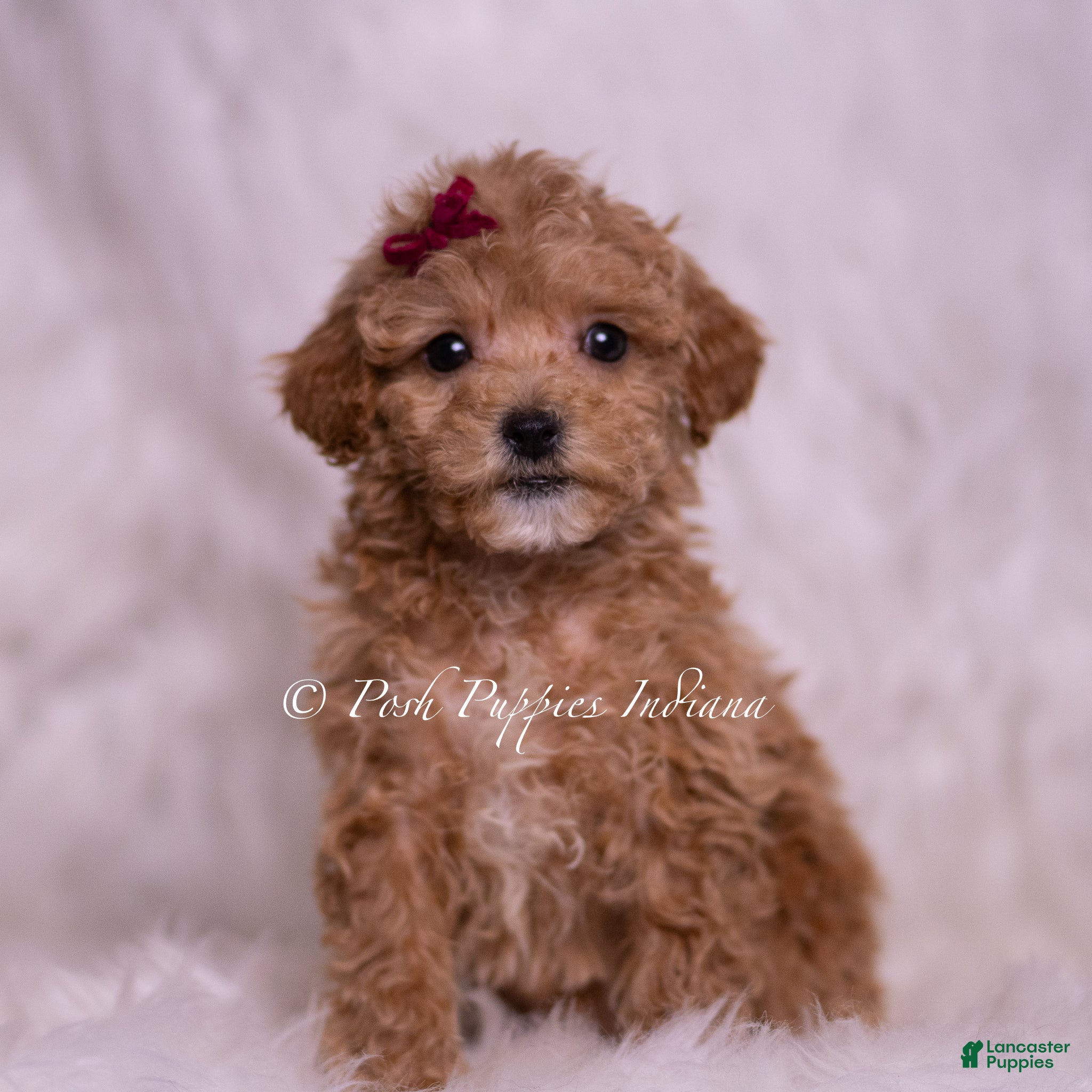 Maltipoo dogs Kay - Ad 29