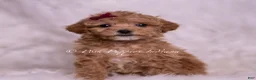 Maltipoo dogs for sale: Kay - Ad 1