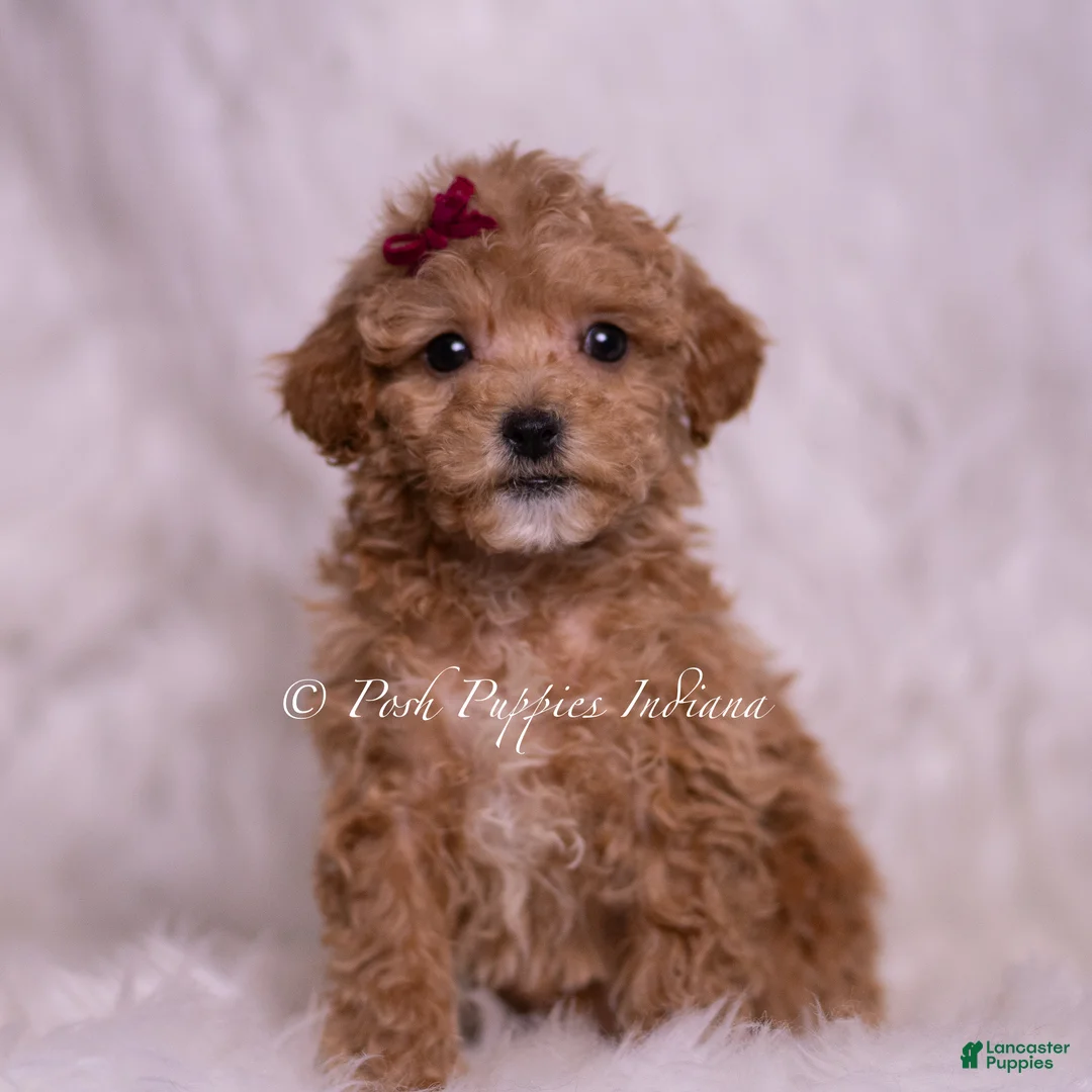 Maltipoo dogs for sale: Kay - Ad 1