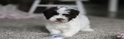 Havanese dogs for sale: Jayla - Ad 5