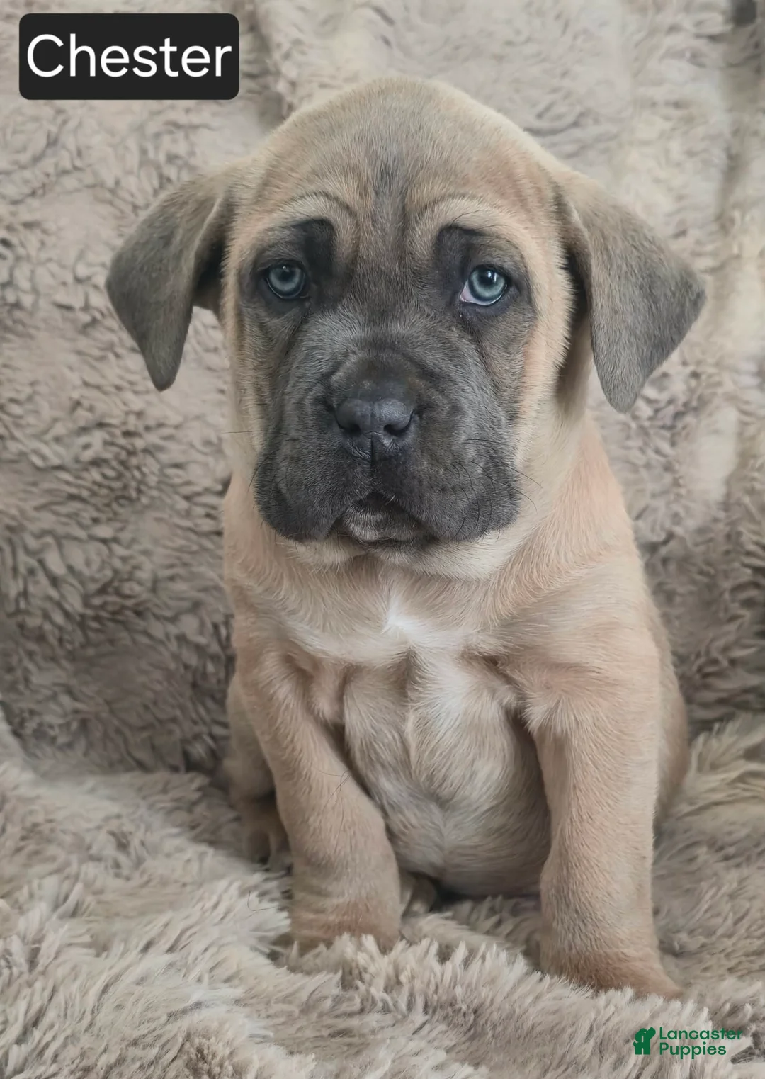 Cane Corso dogs for sale: Chester  - Ad 1