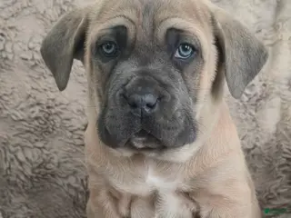 Cane Corso dogs Chester - Ad 3