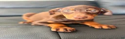 Doberman Pinscher dogs for sale: Doberman Pinscher Puppy 6 - Ad 8