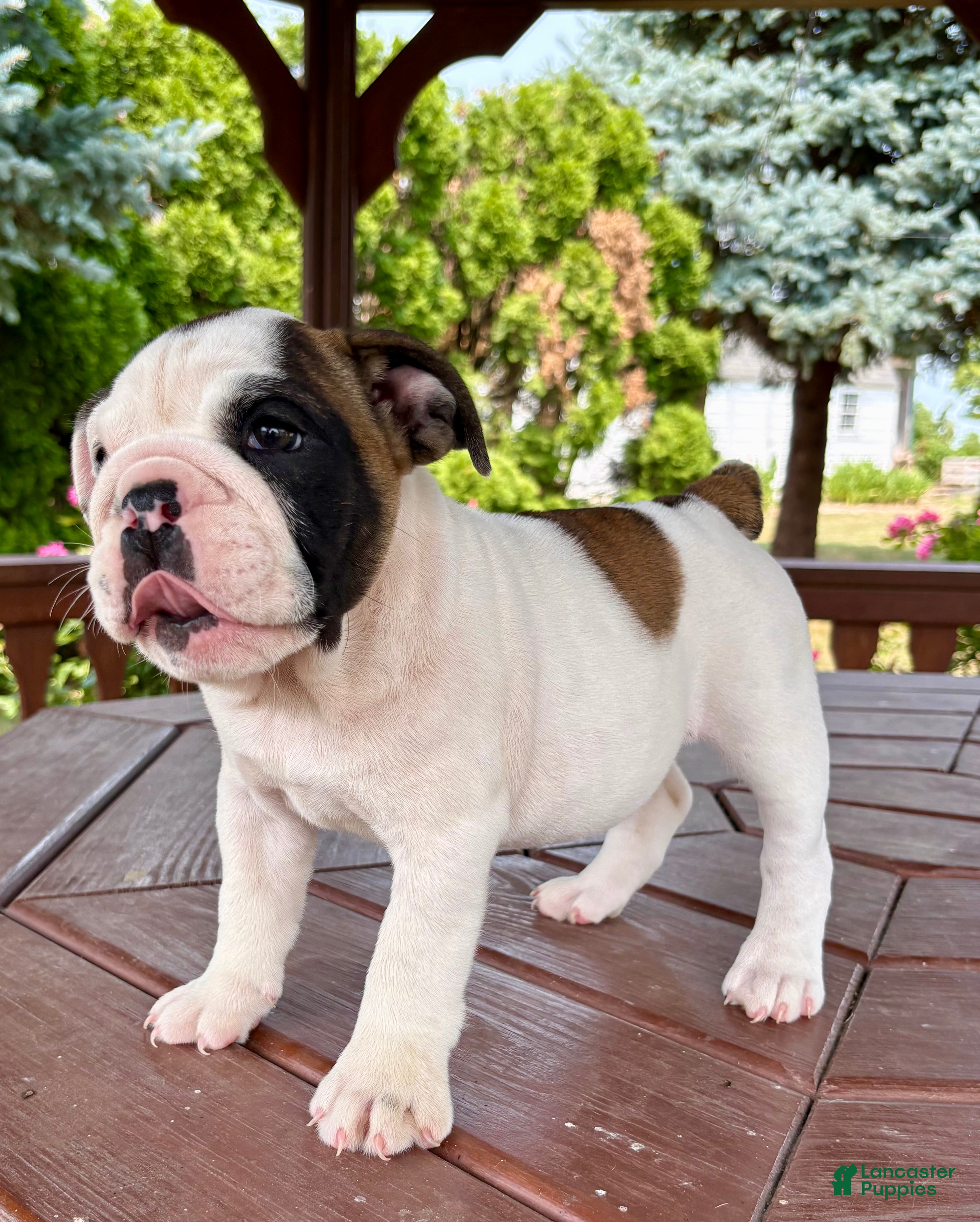 English Bulldog dogs Scarlet - Ad 1
