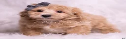 Maltipoo dogs for sale: Jako - Ad 3