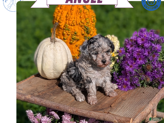Toy Poodle dogs - Ad 20