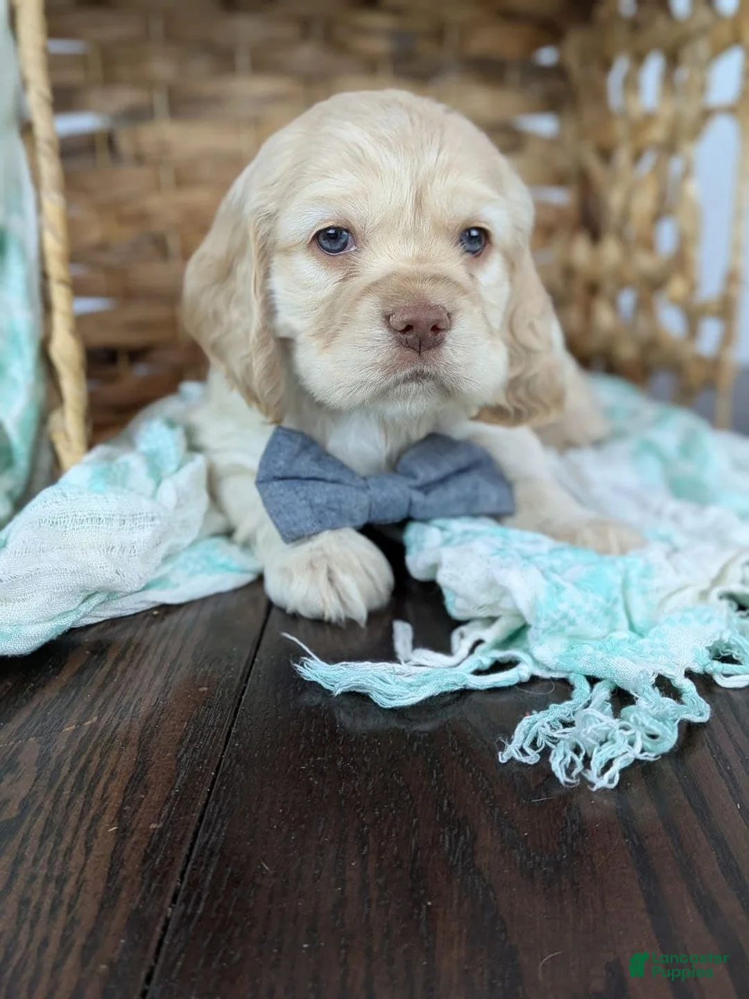 Cocker Spaniel dogs for sale: Cocker Spaniel Puppy 1 - Ad 1