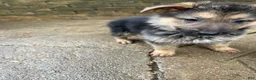 German Shepherd dogs for sale: Frack - Ad 8