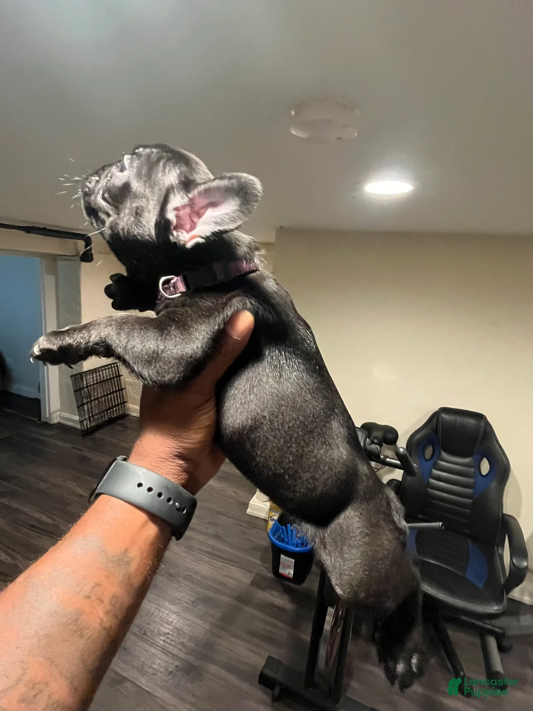 French Bulldog dogs for sale:  4 - Ad 7