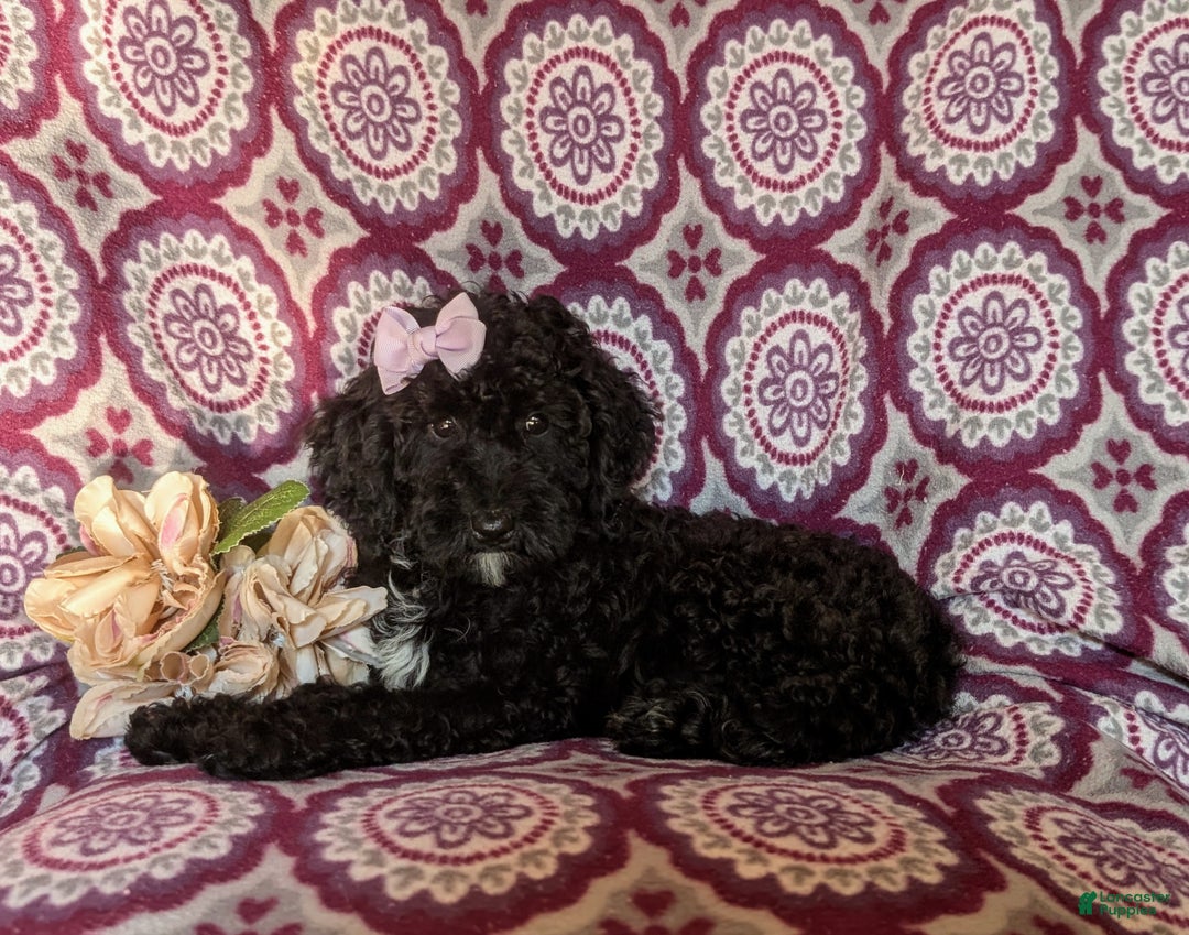 Miniature Poodle dogs for sale: Mable - Ad 5
