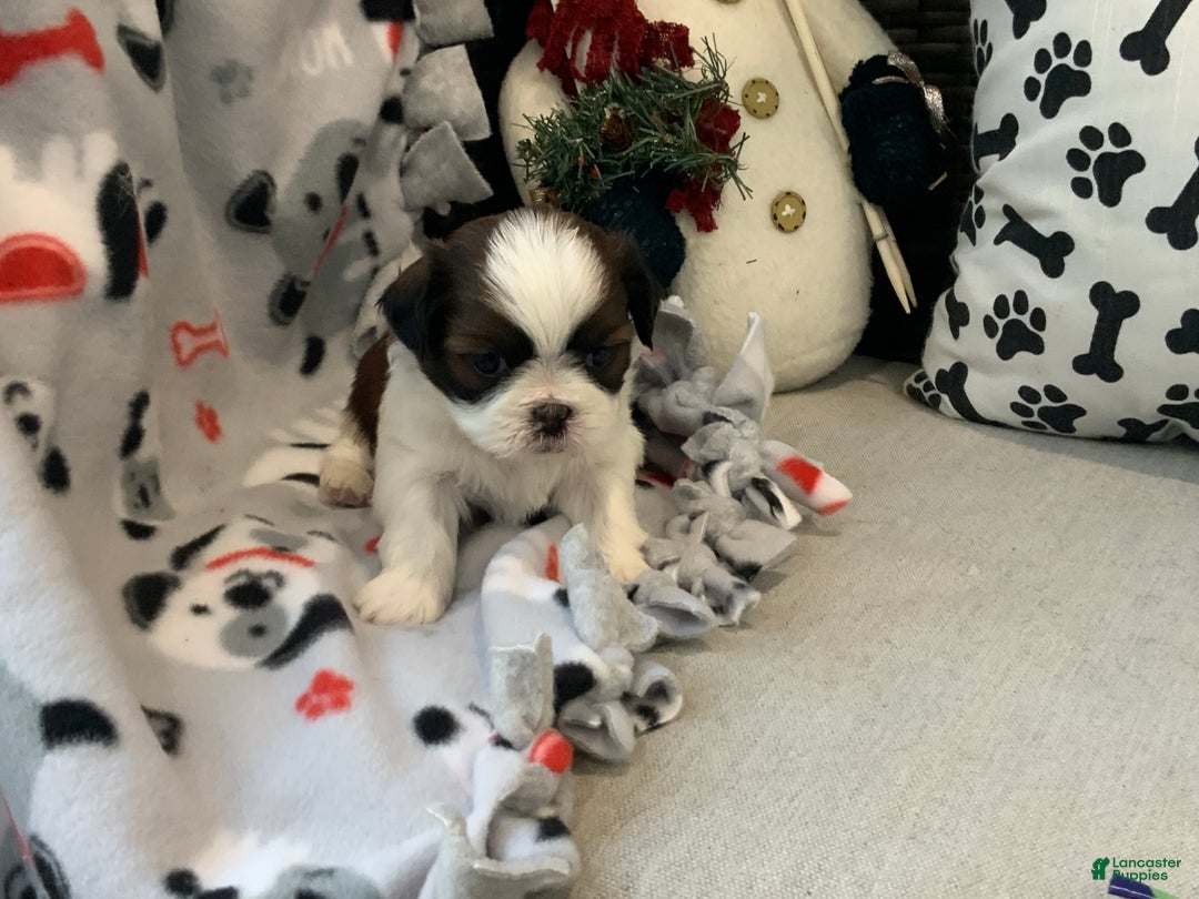 Shih Tzu dogs for sale: Tommy - Ad 4